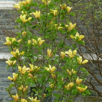 Magnolia 'Judy Zuk'