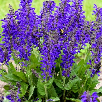 Salvia pratensis 'Evening Attire' PPAF