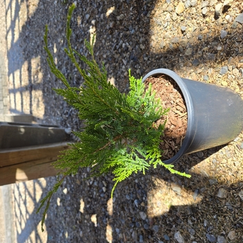 Juniperus chinensis 'Mint Julep&reg;' PP20,743