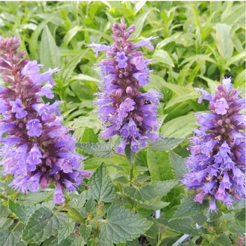 Agastache rugosa 'Blue Bayou'