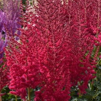 Astilbe chinensis 'Hot Pearls®' PP25349P3
