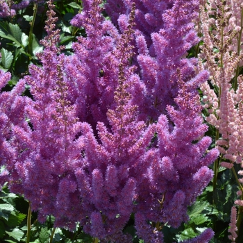Astilbe chinensis 'Black Pearls' 