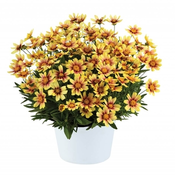 Coreopsis grandiflora 'DCORSOSB' PP26757P3