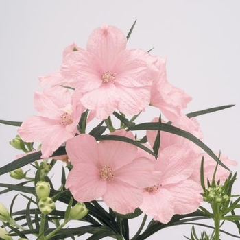 Delphinium grandiflorum 'Summer Morning' 