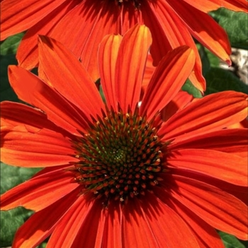 Echinacea purpurea
