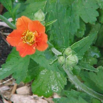 Geum 'Mrs. Bradshaw' 