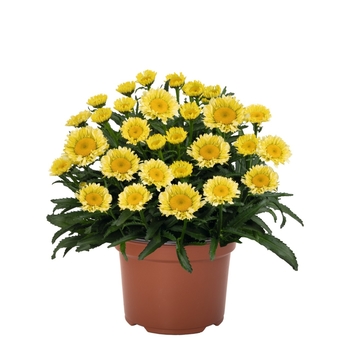Leucanthemum maximum 'Izabel' PPAF