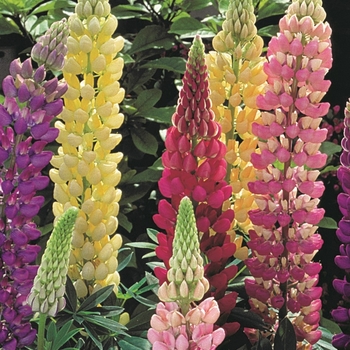 Lupinus polyphyllus 'Gallery Mix'