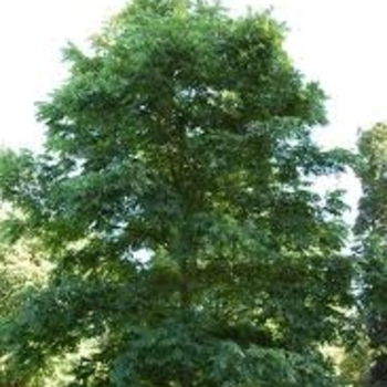 Carya illinoinensis 'Elliot' 