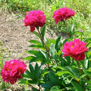Paeonia lactiflora 'Best Man' 