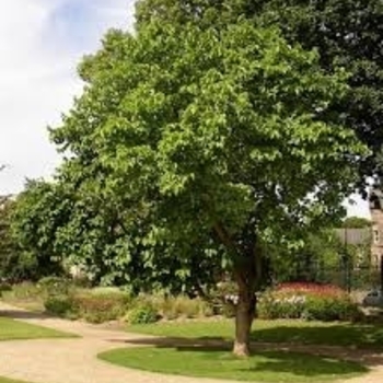 Morus nigra 'Black Beauty' 