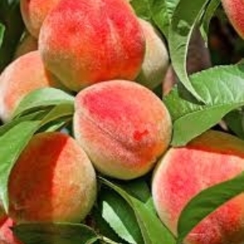 Prunus persica 'Florida King' 