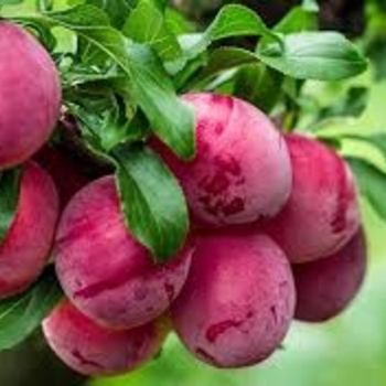 Prunus salicina 'Scarlet Beauty' 