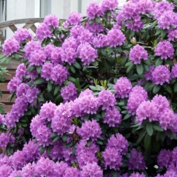 Rhododendron catawbiense 'Grandiflorum' 