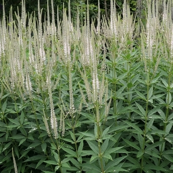 Veronicastrum sibiricum
