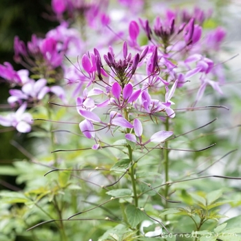Cleome hassleriana 'Clio Magenta'