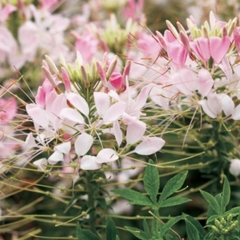 Cleome hassleriana 'Clio Pink Lady'