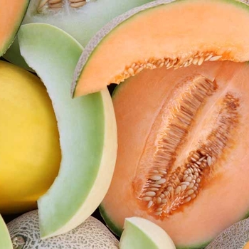 Cucumis melo 'St. Nick' 