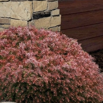 Cryptomeria japonica 'Mushroom' 