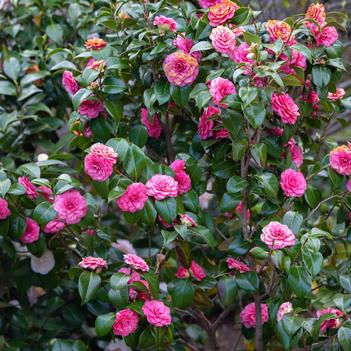 Camellia japonica 'Junior Miss' 