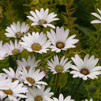 Osteospermum 'Avalanche' PP22705
