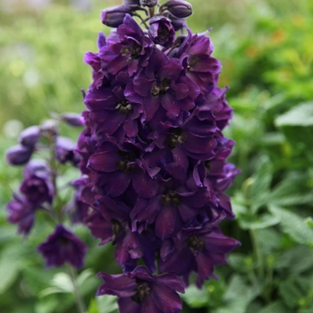 Delphinium elatum 'Black Knight' 
