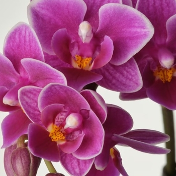 Phalaenopsis
