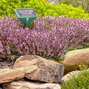 Thymus 'Spicy Orange'