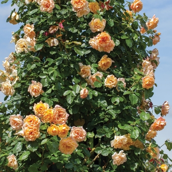 Rosa 'Autumn Sunset&reg;' USPP17,182P2