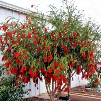 Callistemon viminalis