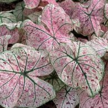 Caladium 'Day Dreamer' 
