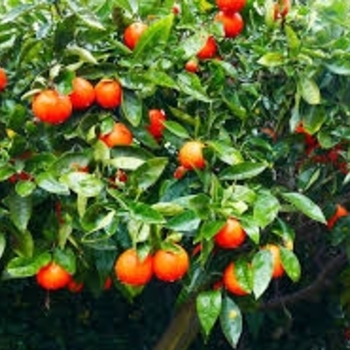 Citrus x tangelo 'Minneola' 