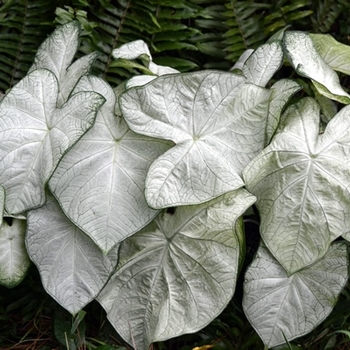 Caladium 'Florida Moonlight' 