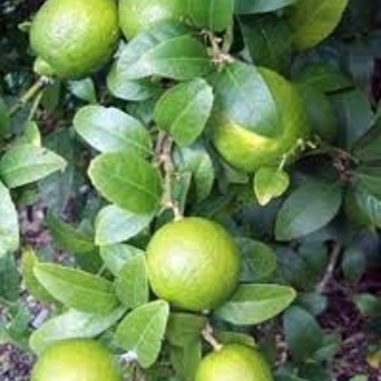 Citrus aurantifolia 'Mexican Thornless'
