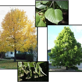Tilia americana 'McKSentry' PP18,205