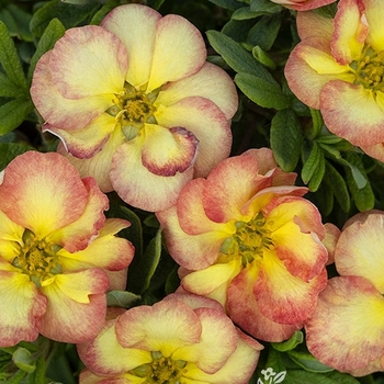 Potentilla fruticosa 'Hachapp' PPAF