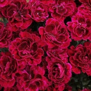 Dianthus caryophyllus 'Amy' PP23065P2