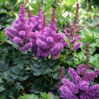 Astilbe chinensis 'Visions in Purple' 
