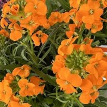 Erysimum 'Sunstrong Orange' 