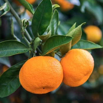 Citrus x microcarpa