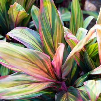 Cordyline 'Harlequin'