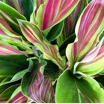 Cordyline fruticosa 'Sherbertii'