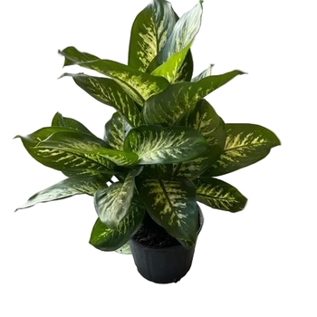 Dieffenbachia 'Tropic Snow'
