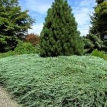 Juniperus horizontalis