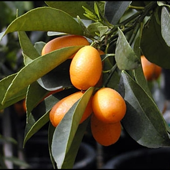 Fortunella margarita 'Nagami' 