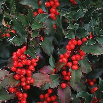 Ilex x meserveae 'Blue Duet' 