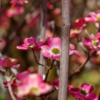 Cornus florida 'Franco's Red'