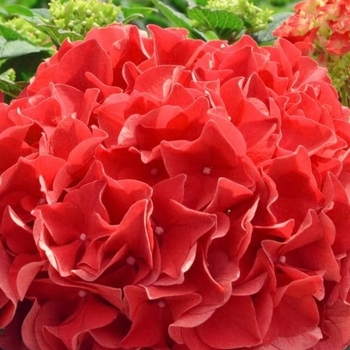Hydrangea macrophylla 'Grateful Red&reg;' McKRed