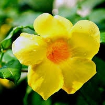 Allamanda cathartica 'Compacta' 