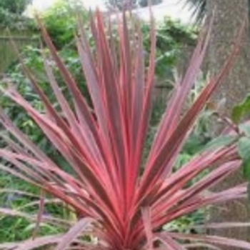 Cordyline 'Purple Sensation'